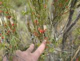 genus Ephedra. Веточка с фруктификациями. Боливия, Ла-Пас, Лунная долина. 15 марта 2014 г.