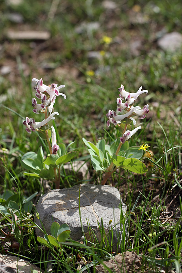 Image of Corydalis ledebouriana specimen.