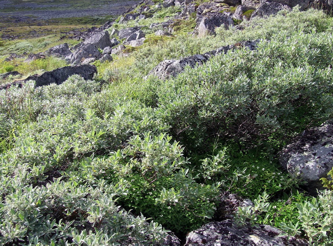 Изображение особи Salix glauca.