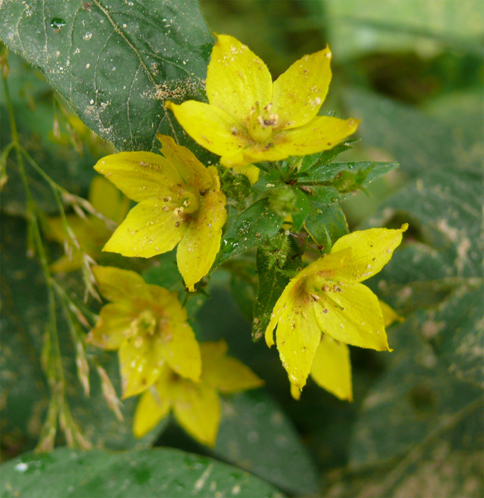 Image of Lysimachia verticillaris specimen.