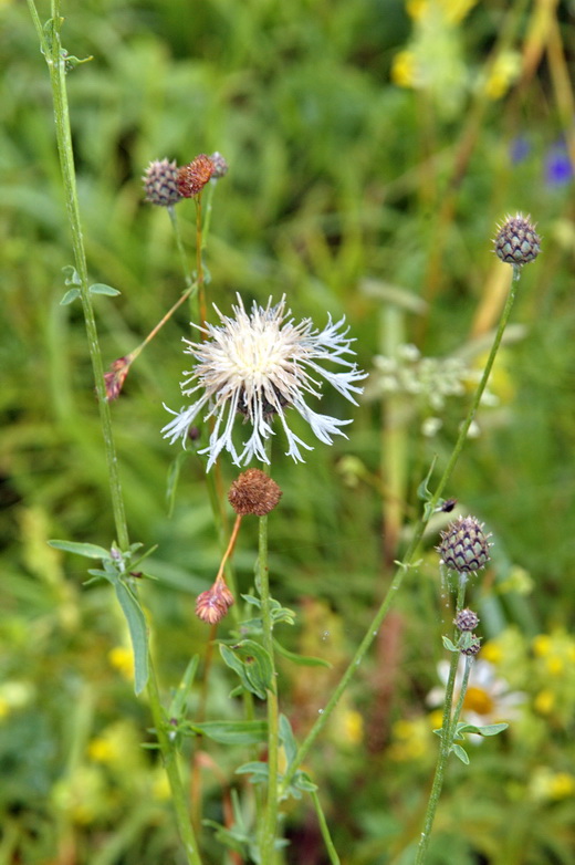 Image of Centaurea scabiosa specimen.