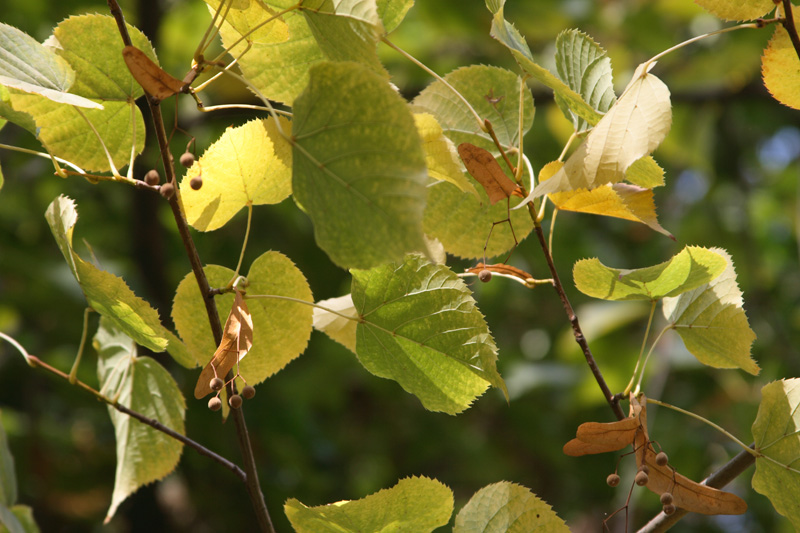 Image of Tilia taquetii specimen.