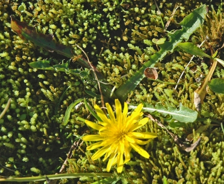 Изображение особи Taraxacum croceum.