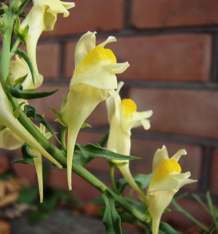 Image of Linaria ruthenica specimen.