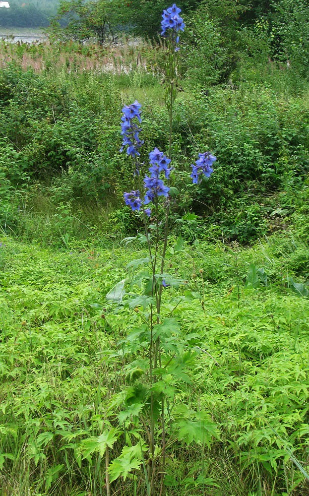 Image of Delphinium elatum specimen.