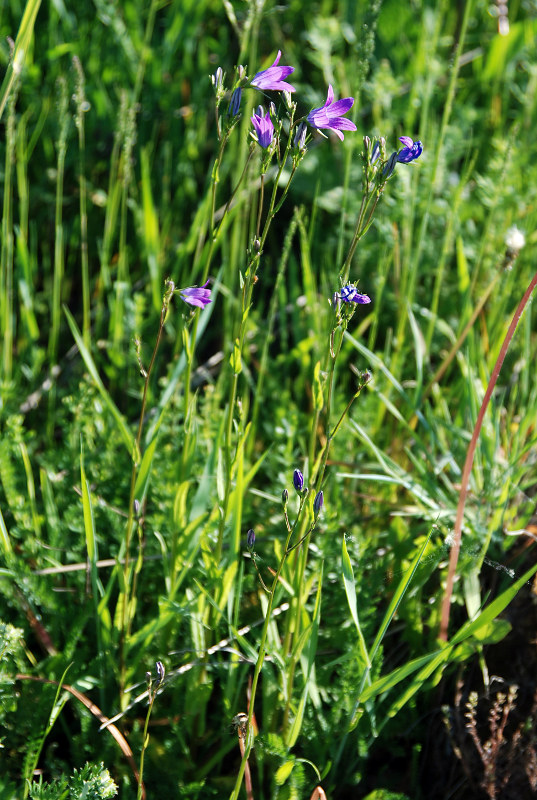 Изображение особи Campanula patula.