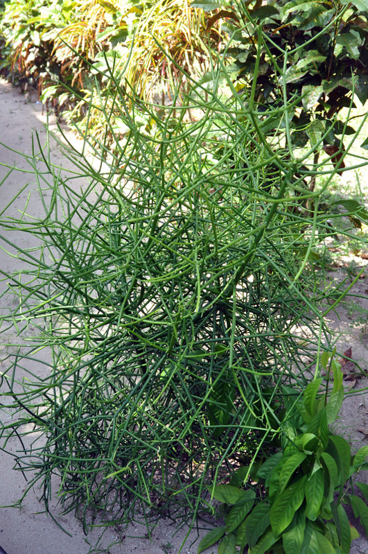 Image of Euphorbia tirucalli specimen.