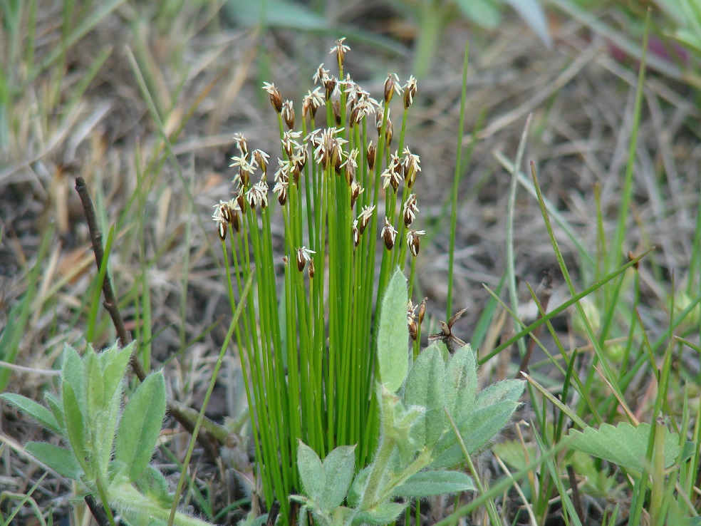 Image of Trichophorum cespitosum specimen.