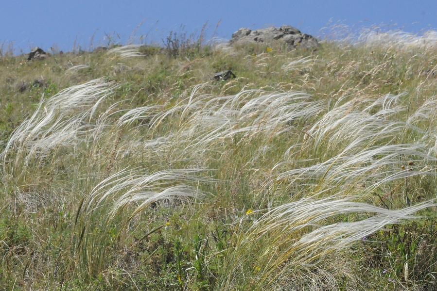 Изображение особи род Stipa.