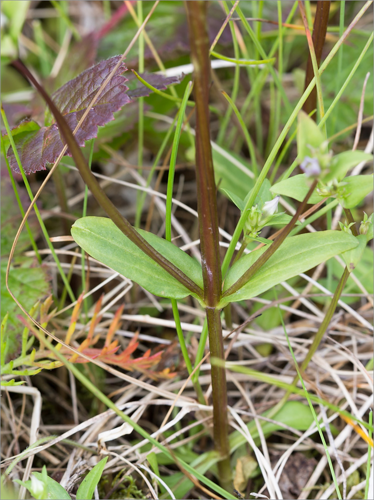 Image of Gentianella lingulata specimen.