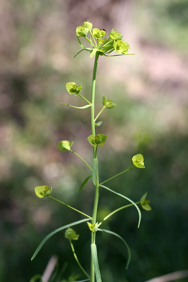 Image of Euphorbia jaxartica specimen.