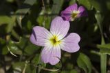 Malcolmia flexuosa