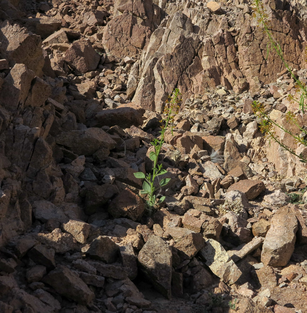 Image of Cleome arabica specimen.