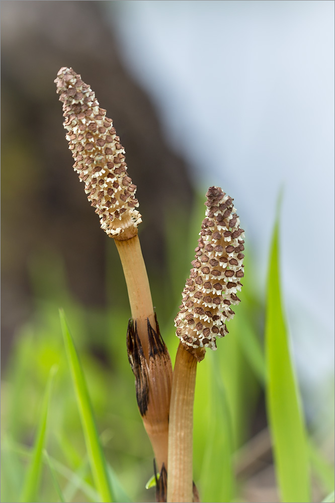 Image of Equisetum arvense specimen.