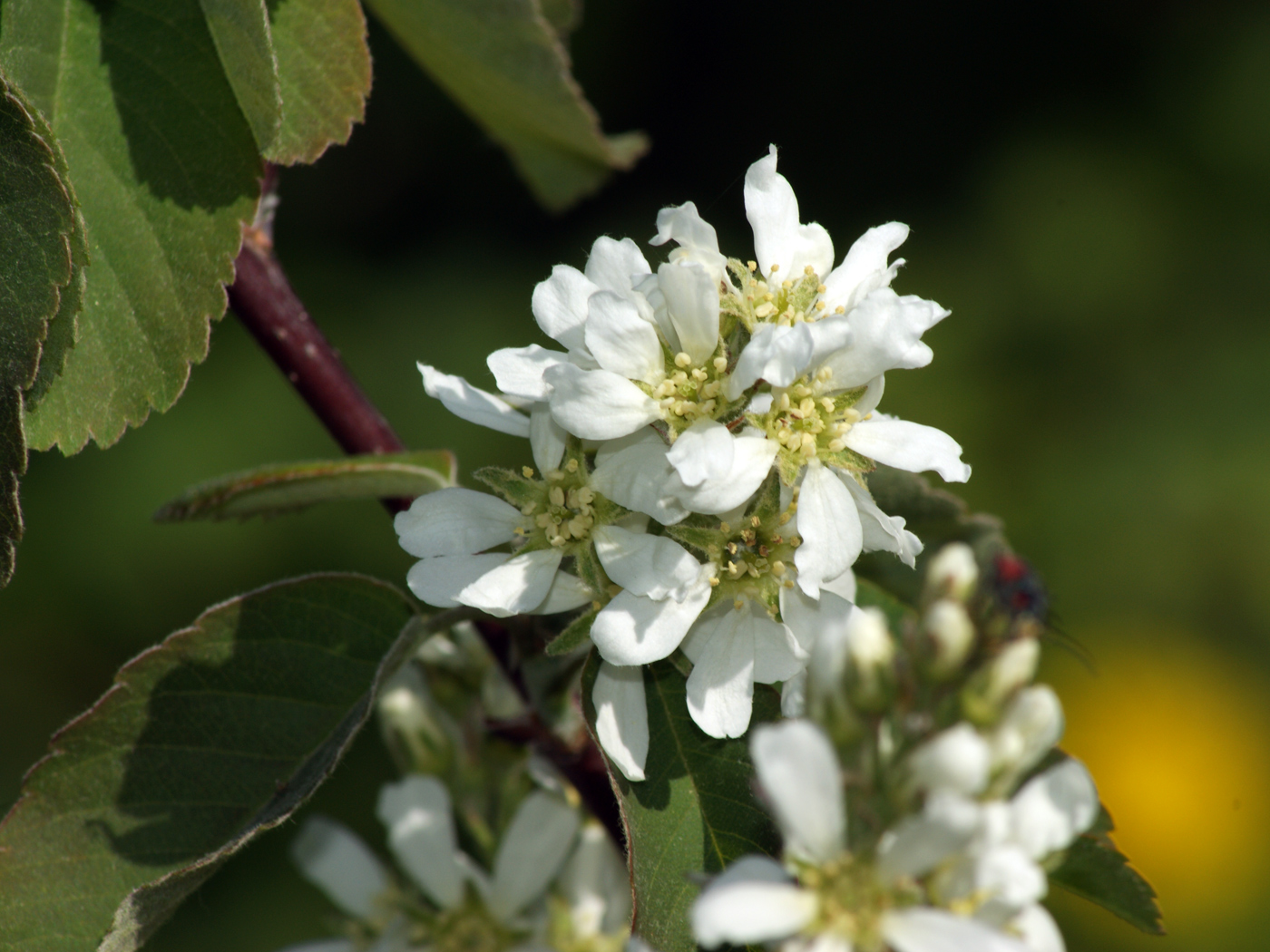 Image of Amelanchier spicata specimen.