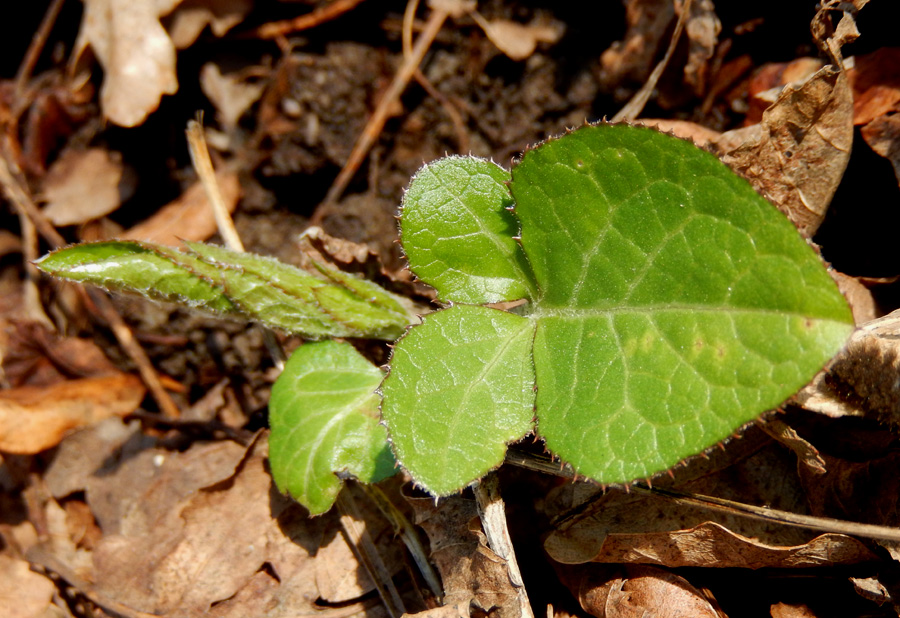 Image of Klasea quinquefolia specimen.