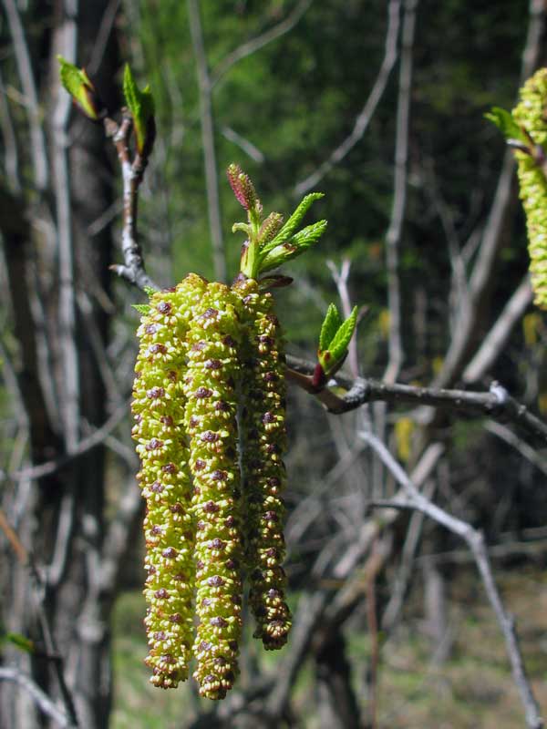 Изображение особи Duschekia fruticosa.