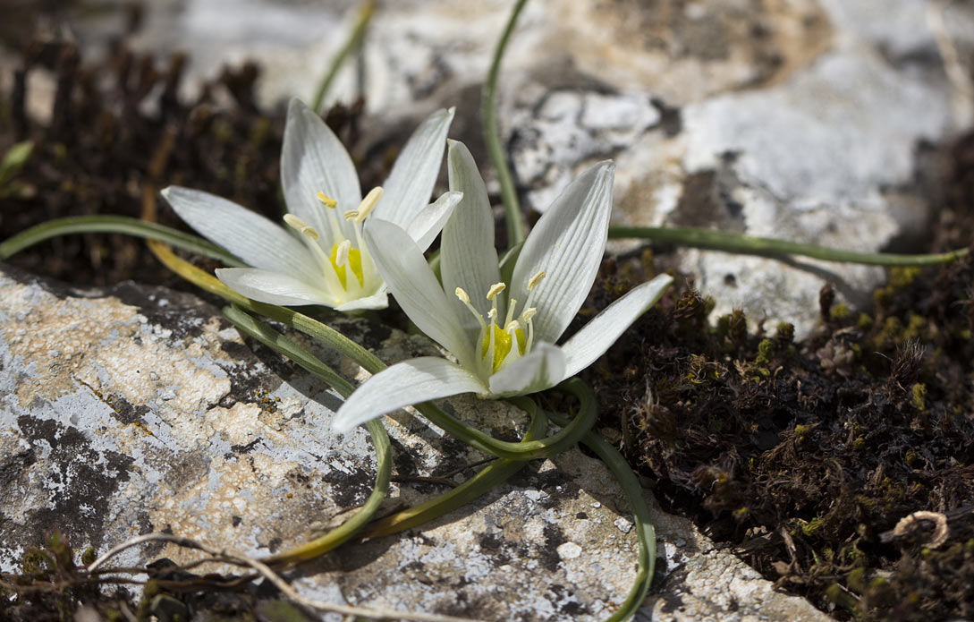 Image of Ornithogalum sibthorpii specimen.