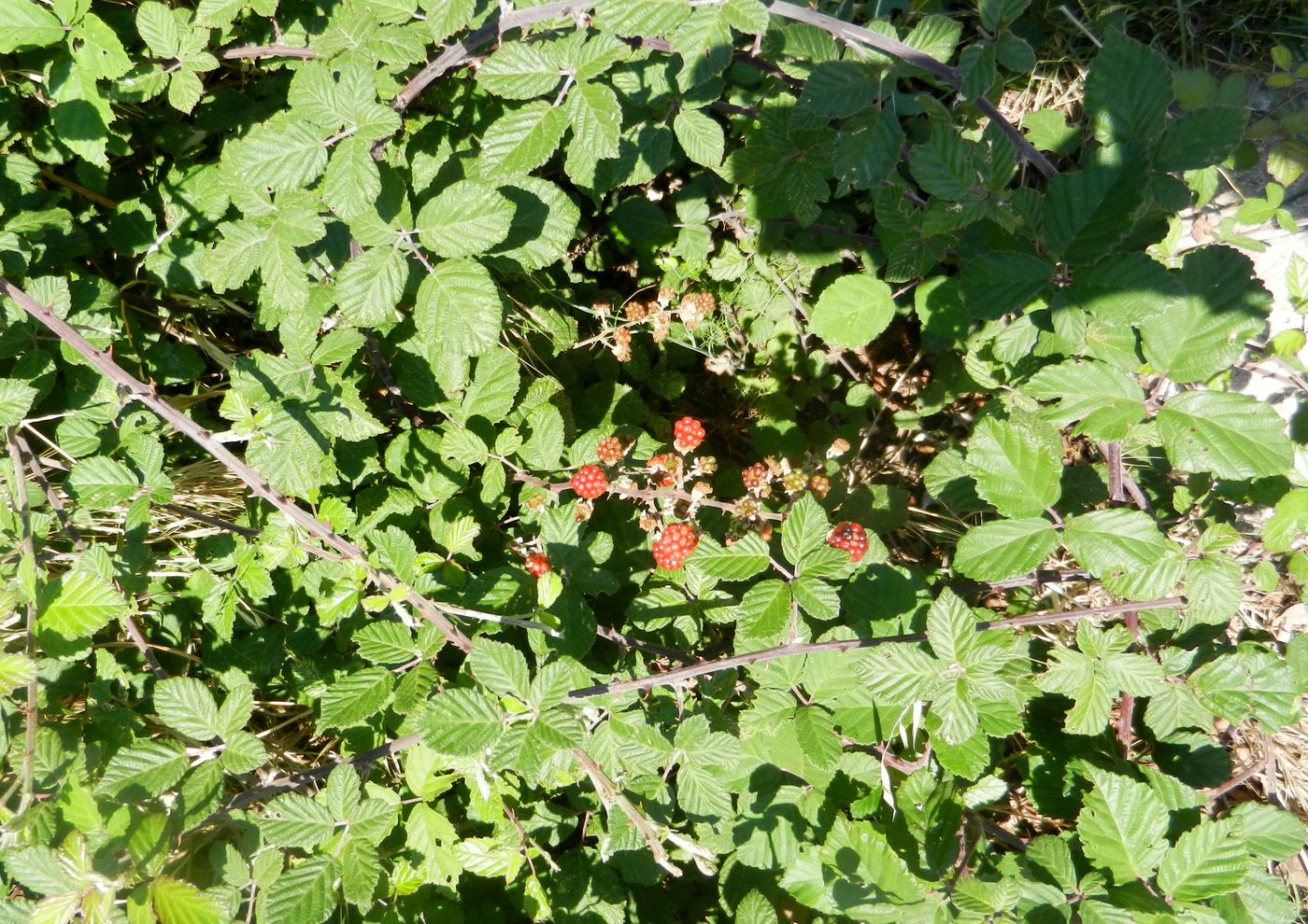 Image of Rubus sanctus specimen.