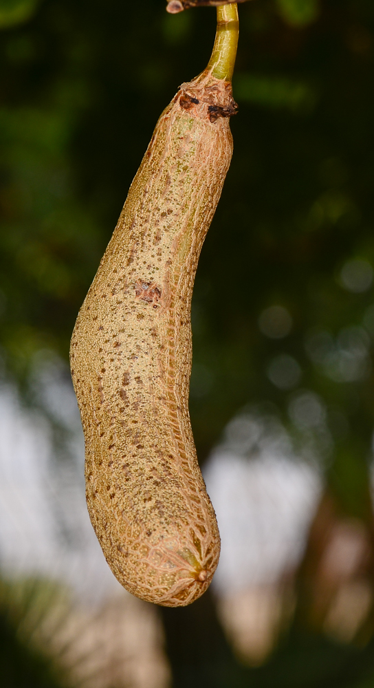 Image of Kigelia pinnata specimen.