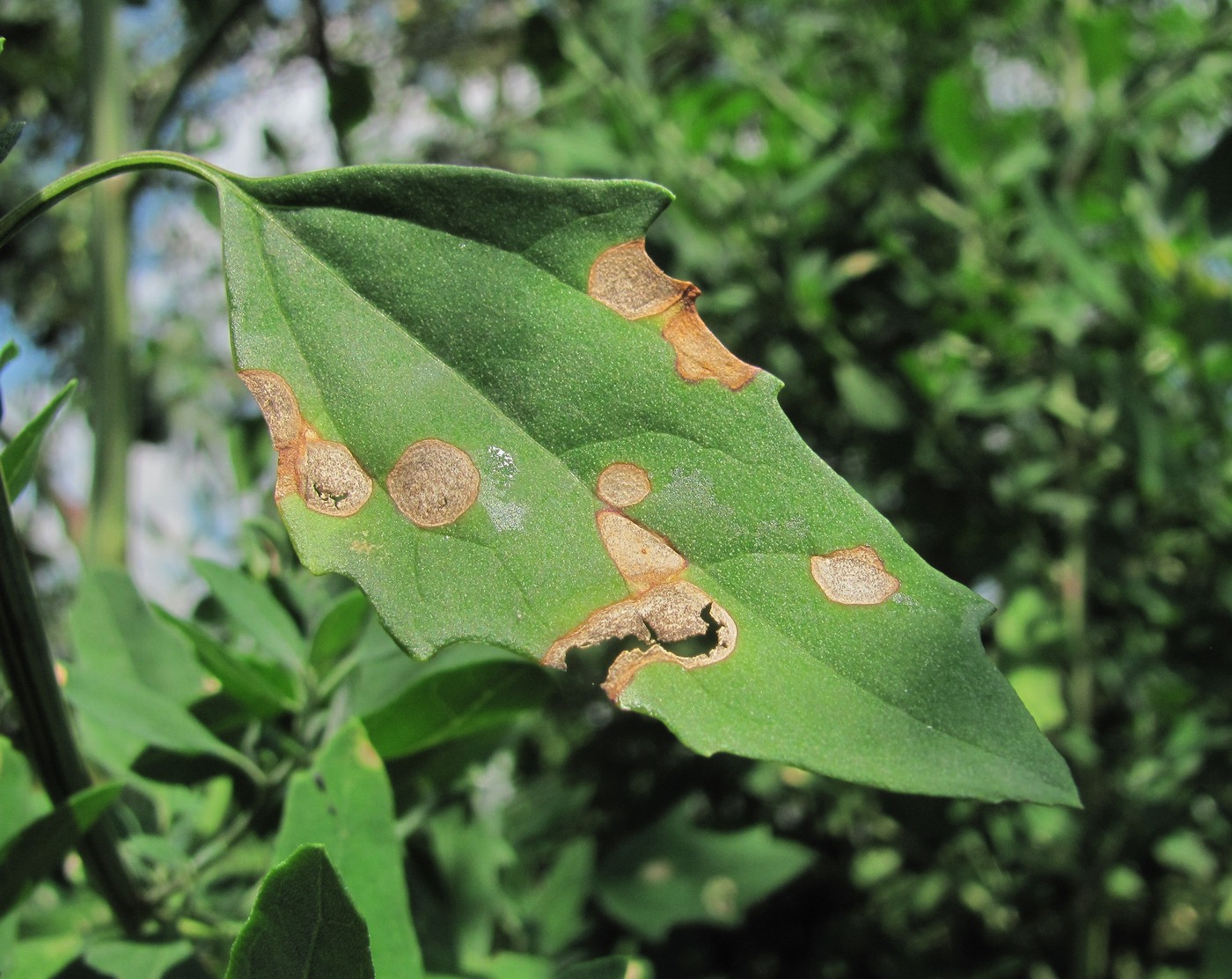 Image of Chenopodium album specimen.