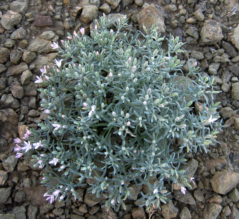 Image of Acanthophyllum transhyrcanum specimen.