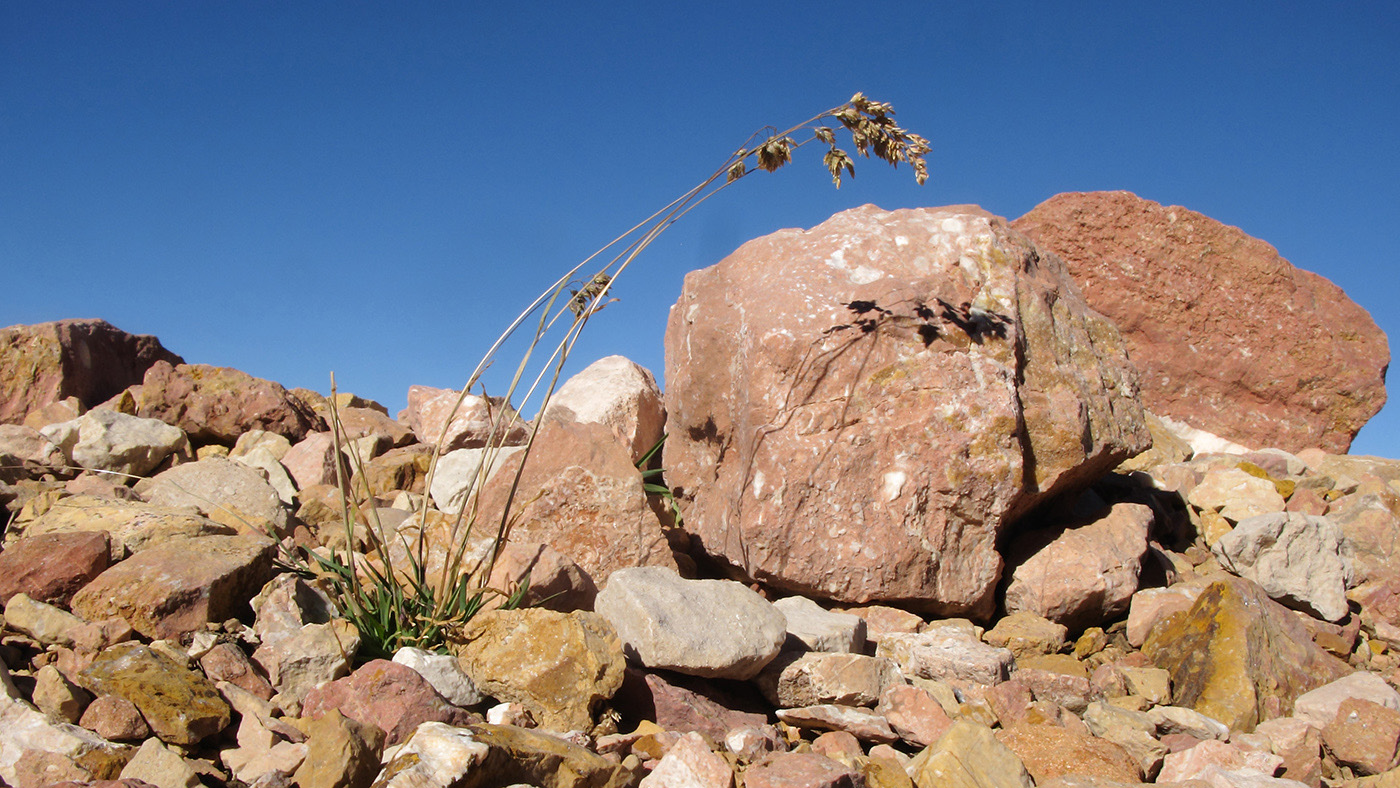 Image of Poa alpina specimen.