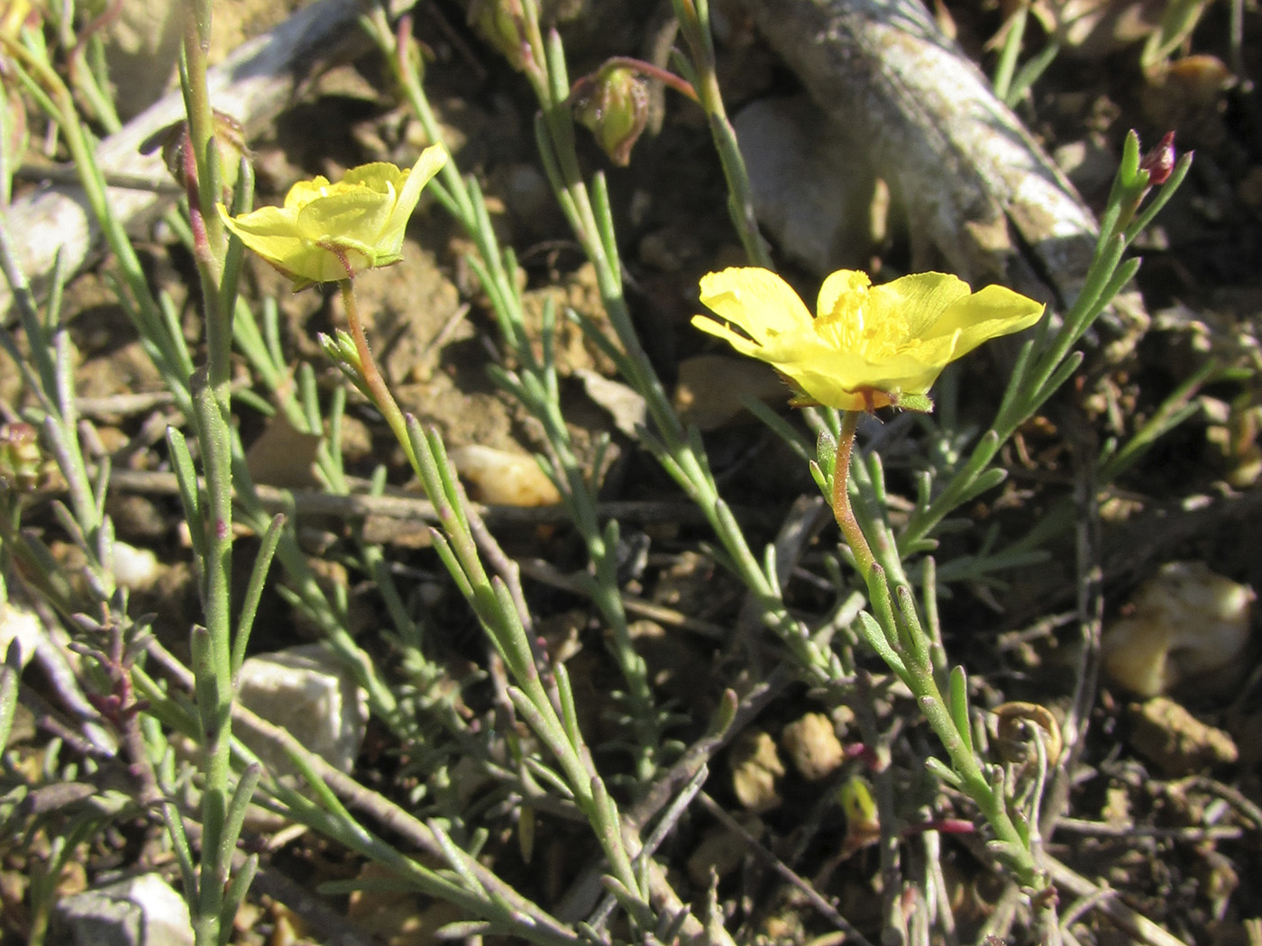 Изображение особи Fumana ericifolia.