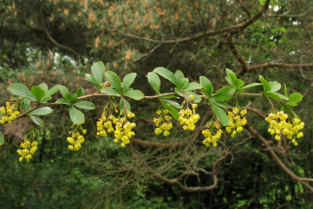 Image of Berberis vulgaris specimen.