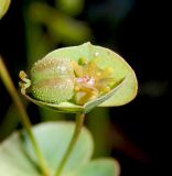 Euphorbia subtilis