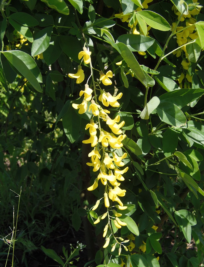 Image of Laburnum anagyroides specimen.