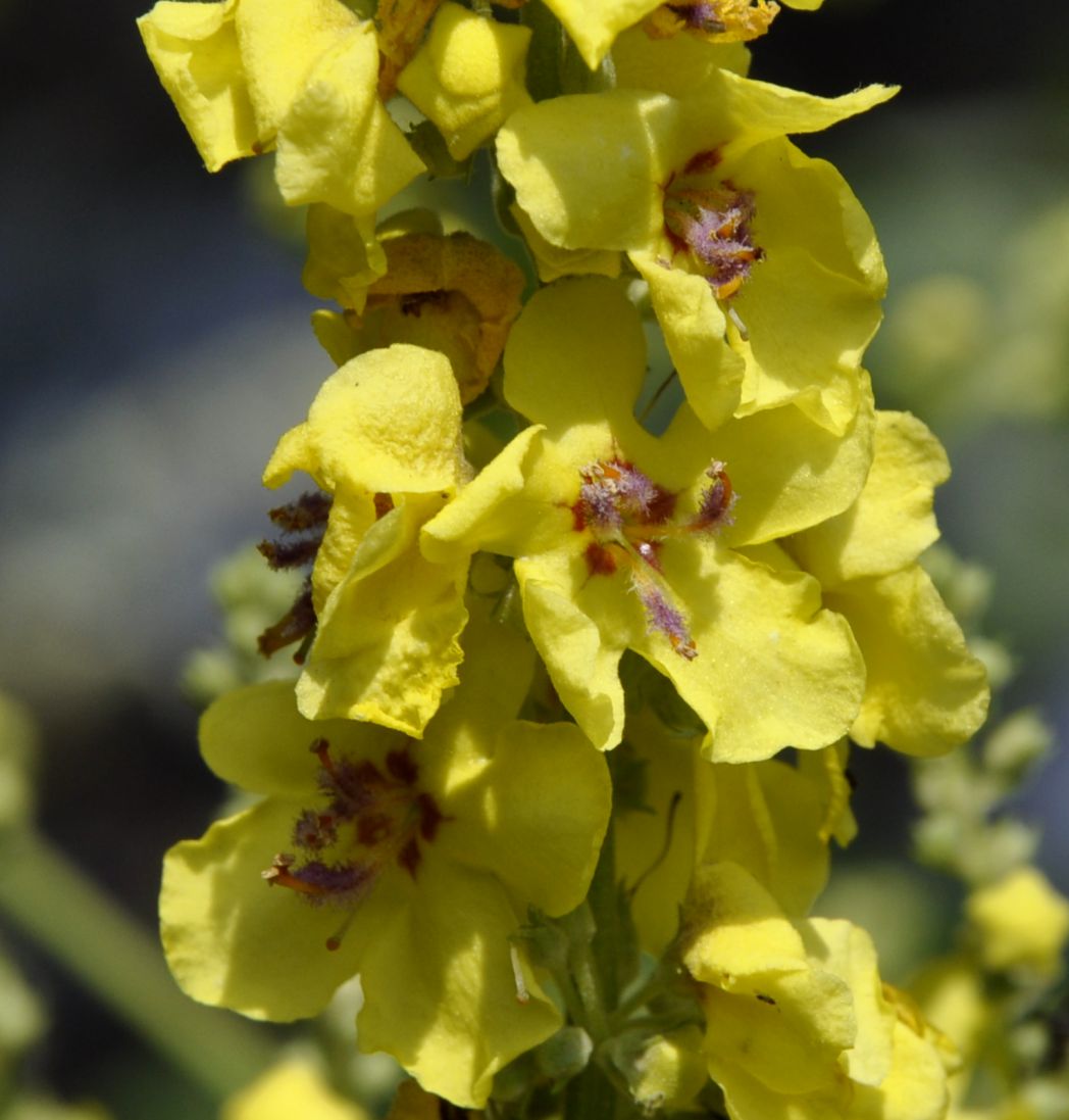 Image of Verbascum glabratum specimen.