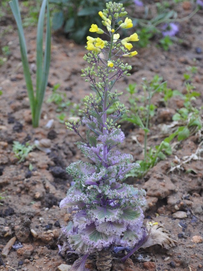 Изображение особи Brassica oleracea var. viridis.