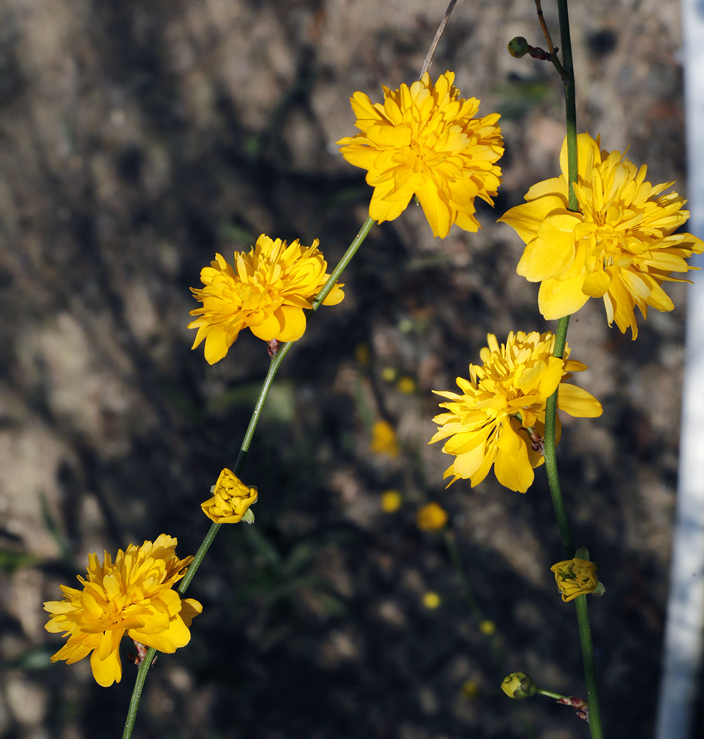 Image of Kerria japonica var. pleniflora specimen.