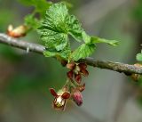 Ribes &times; nidigrolaria