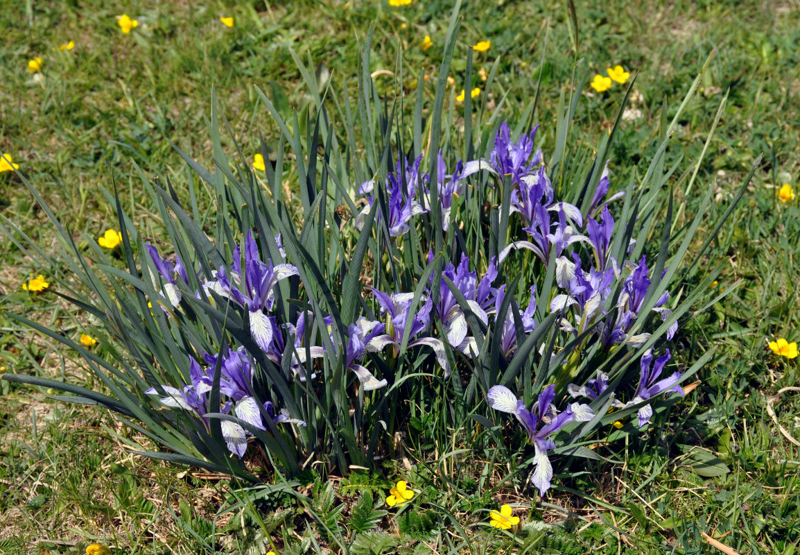 Изображение особи Iris lactea.