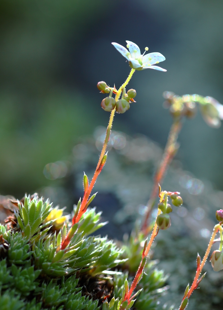 Image of Saxifraga ascoldica specimen.