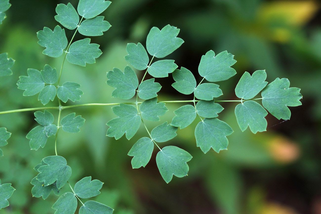 Image of Thalictrum minus specimen.