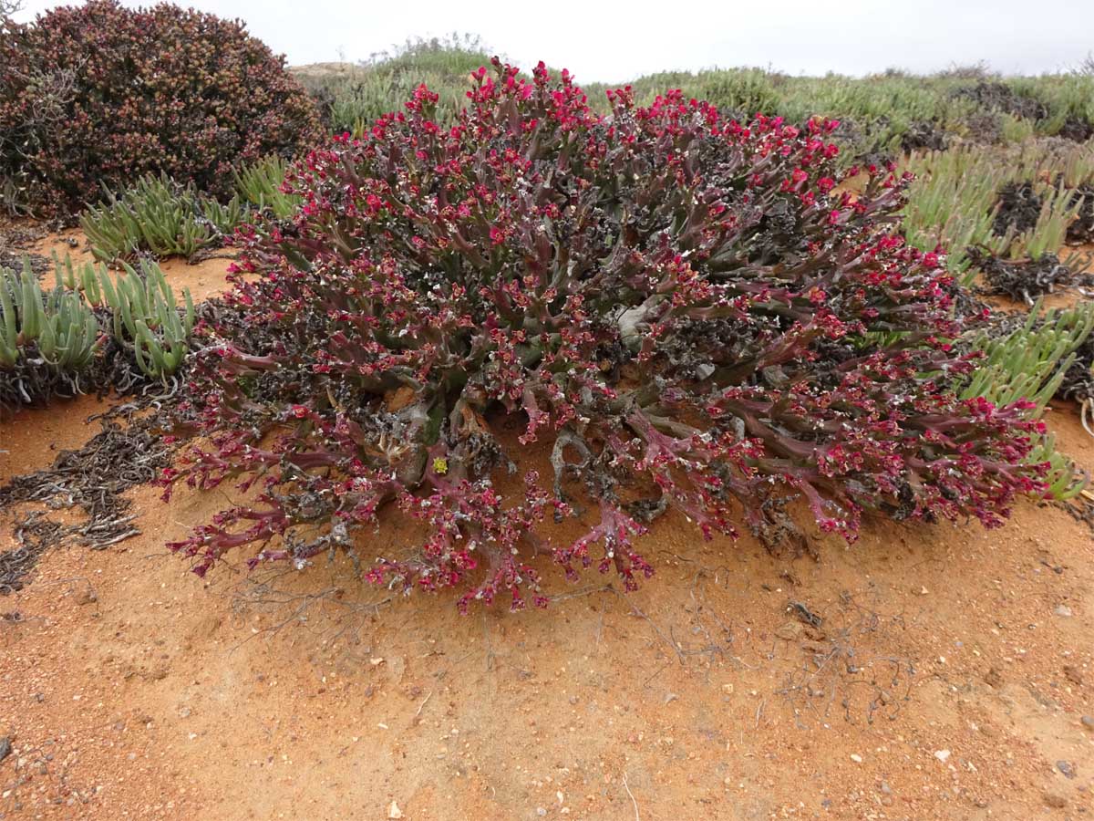 Image of Euphorbia hamata specimen.