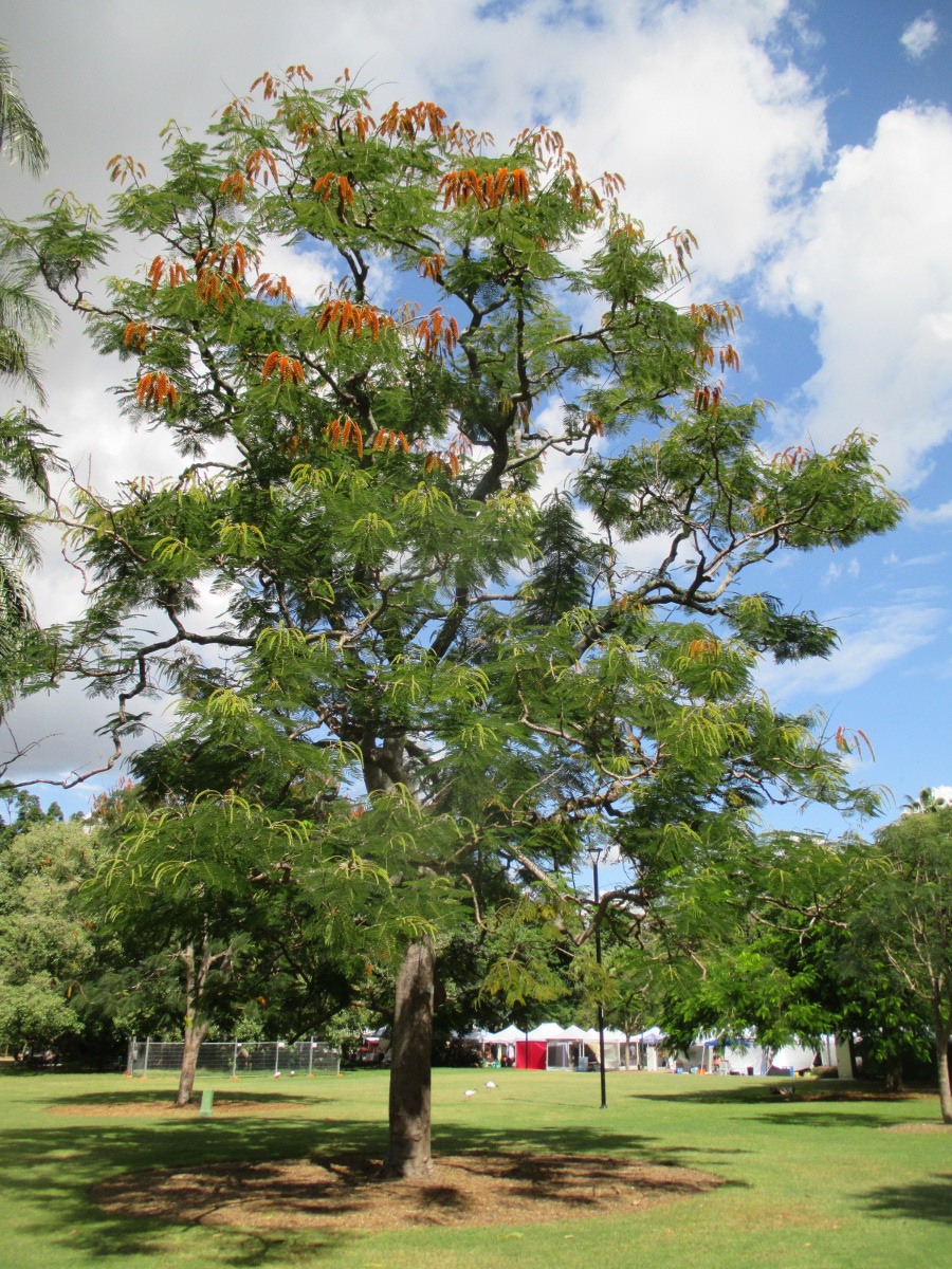 Image of Colvillea racemosa specimen.