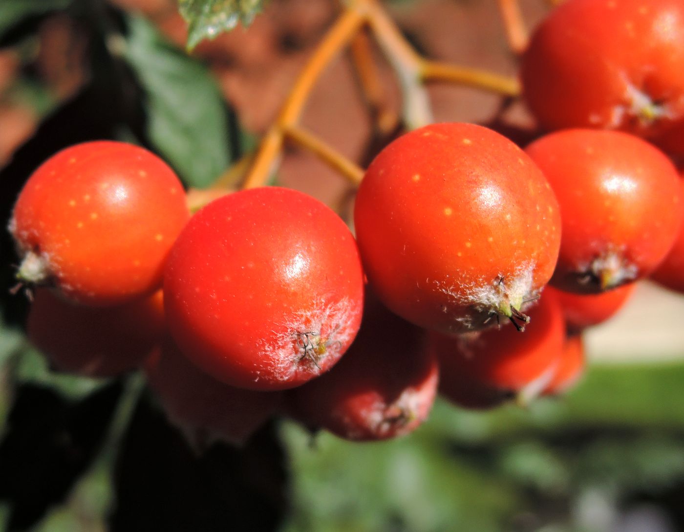 Изображение особи Sorbus hybrida.