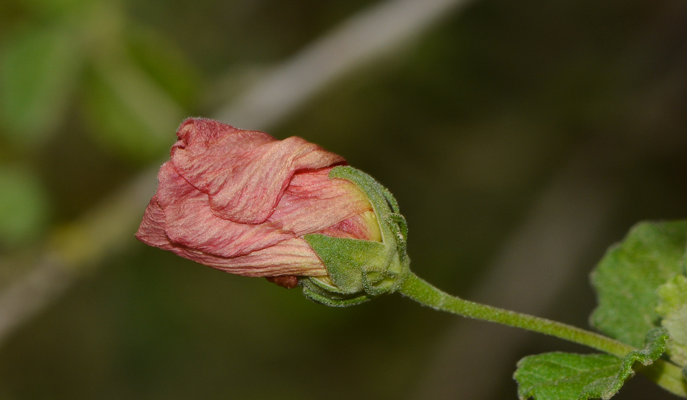 Image of Pavonia praemorsa specimen.