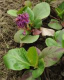 Bergenia pacifica. Цветущее растение. Москва, БС МГУ. 06.05.2010.