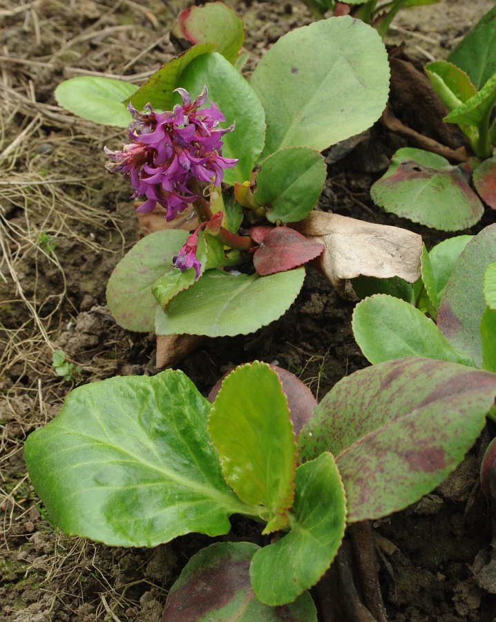 Изображение особи Bergenia pacifica.