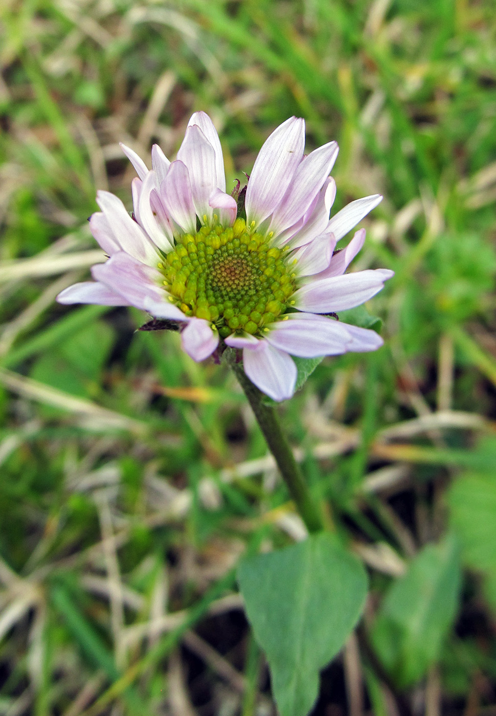 Изображение особи Erigeron peregrinus.