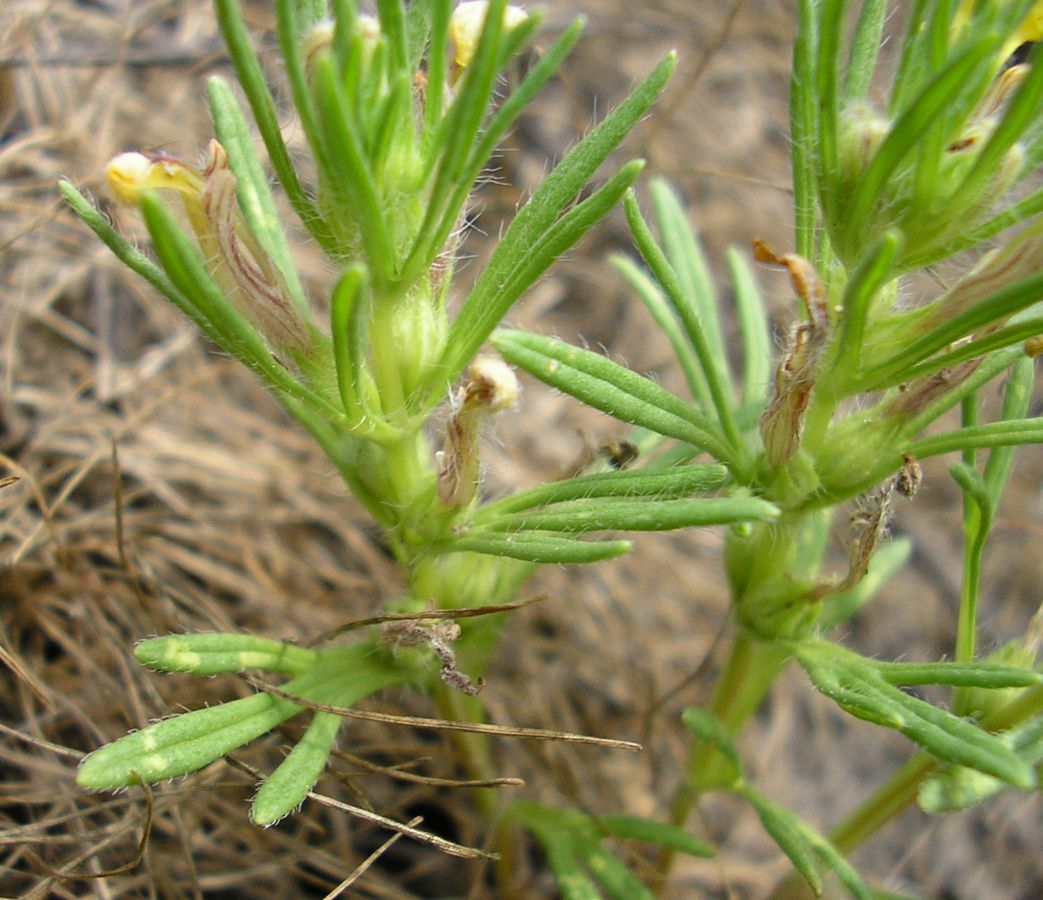 Image of Ajuga chia specimen.