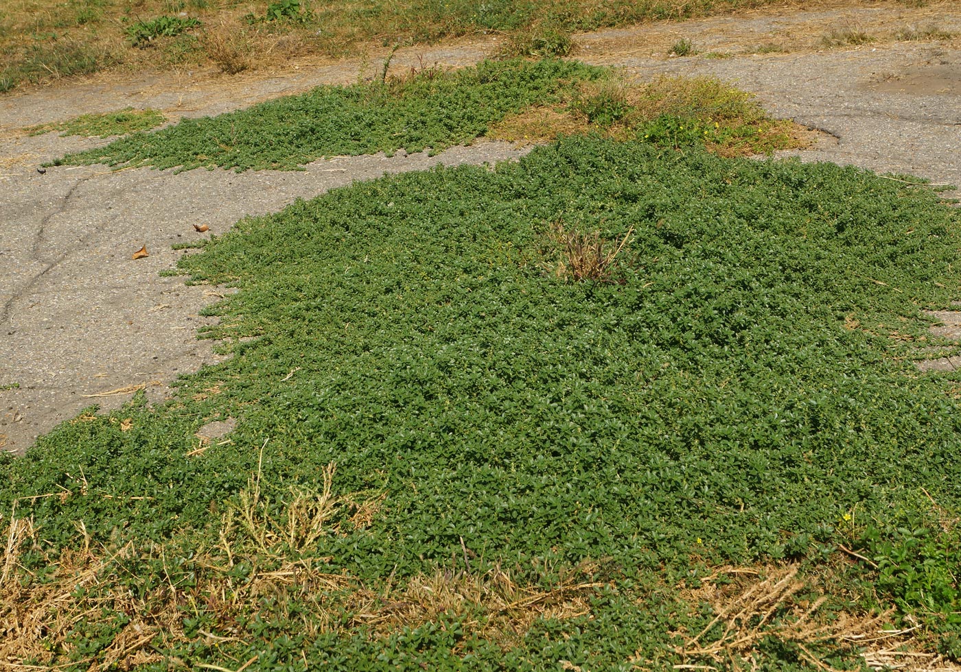 Image of Amaranthus blitoides specimen.