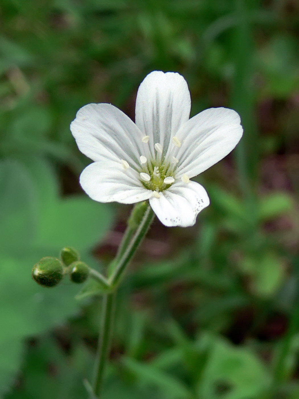 Изображение особи Cerastium pauciflorum.