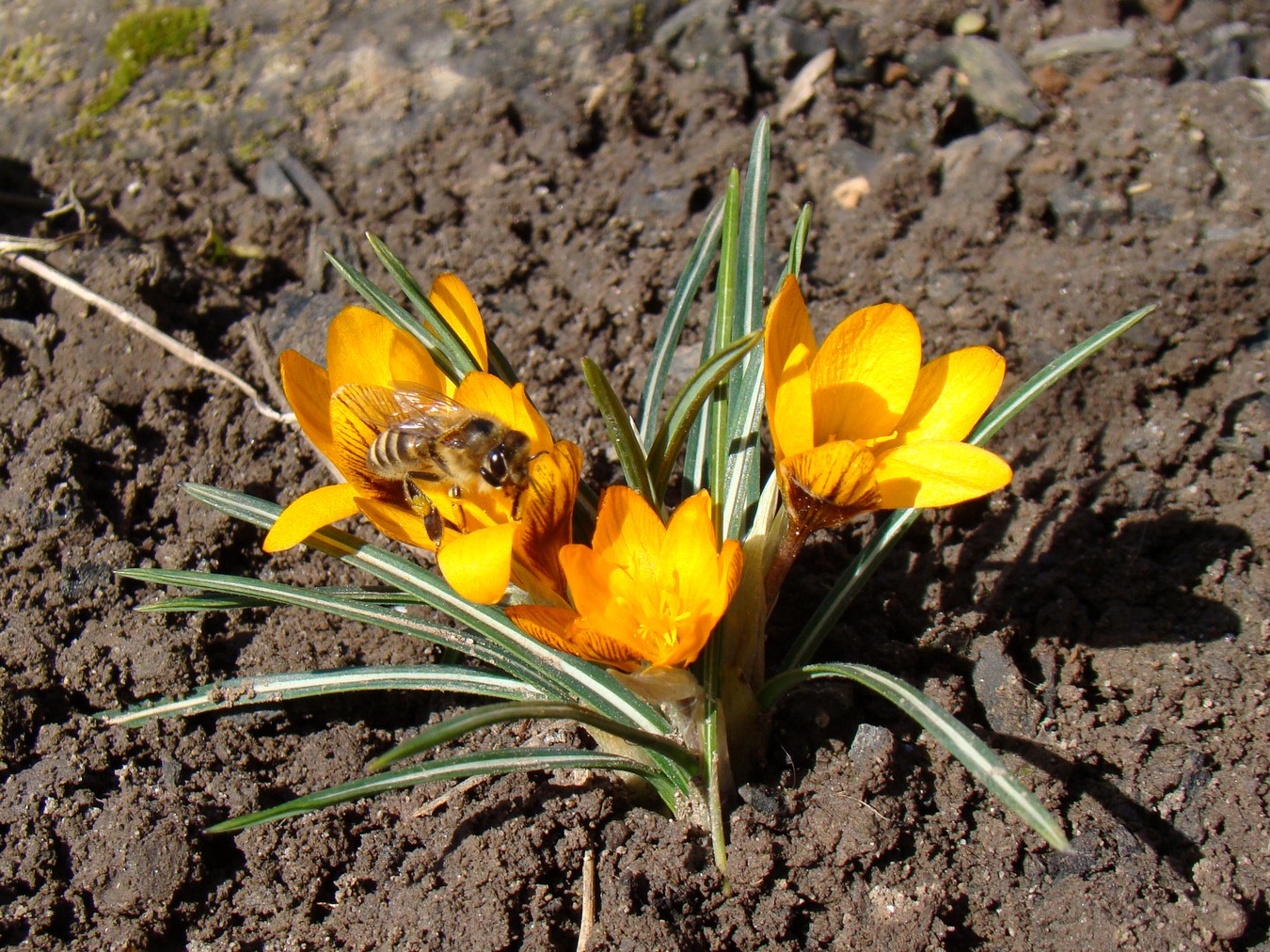 Image of Crocus olivieri ssp. balansae specimen.