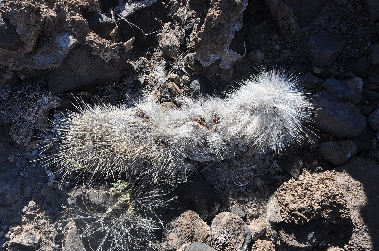 Image of familia Cactaceae specimen.